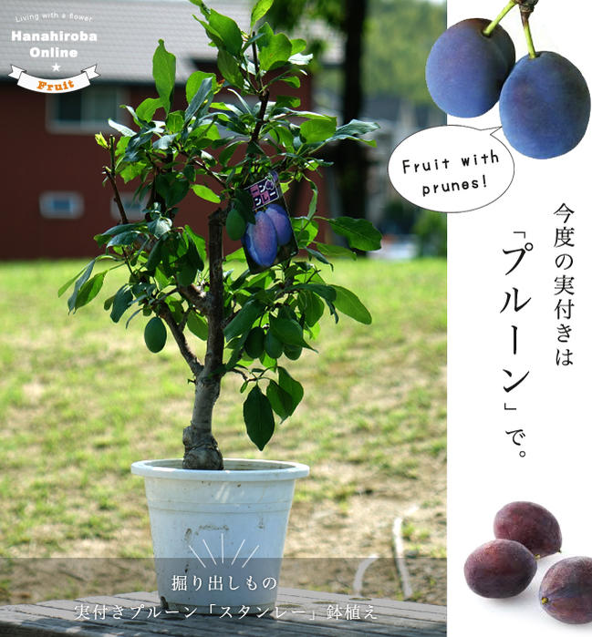 実付き　スタンレイ 