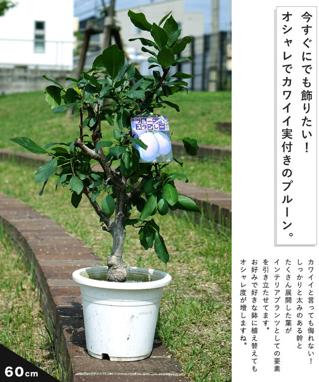 プラム・スモモ スタンレイ 3