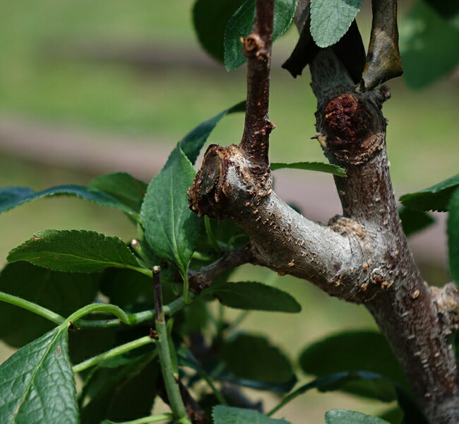 プラム・スモモ スタンレイ 4