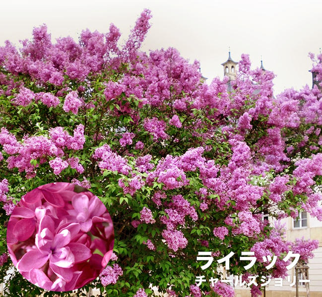  ライラック チャールズジョリー