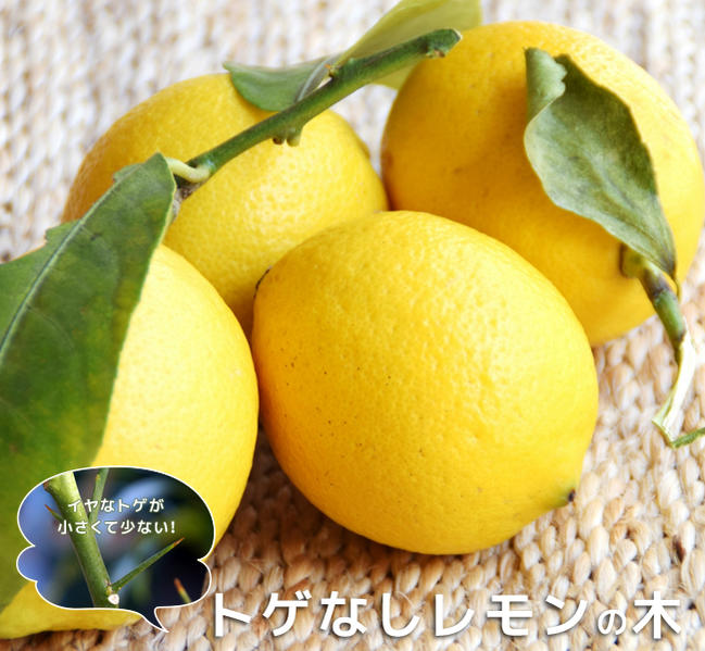 柑橘 トゲなしレモン 