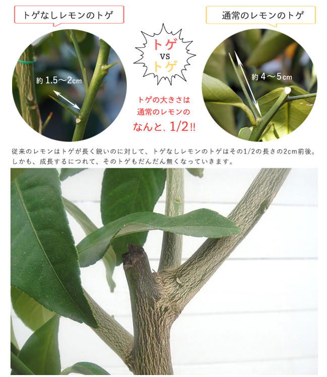 柑橘 トゲなしレモン 2
