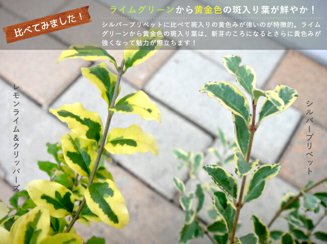 レモンライム & クリッパーズの葉とシルバープリペットの葉の比較。
