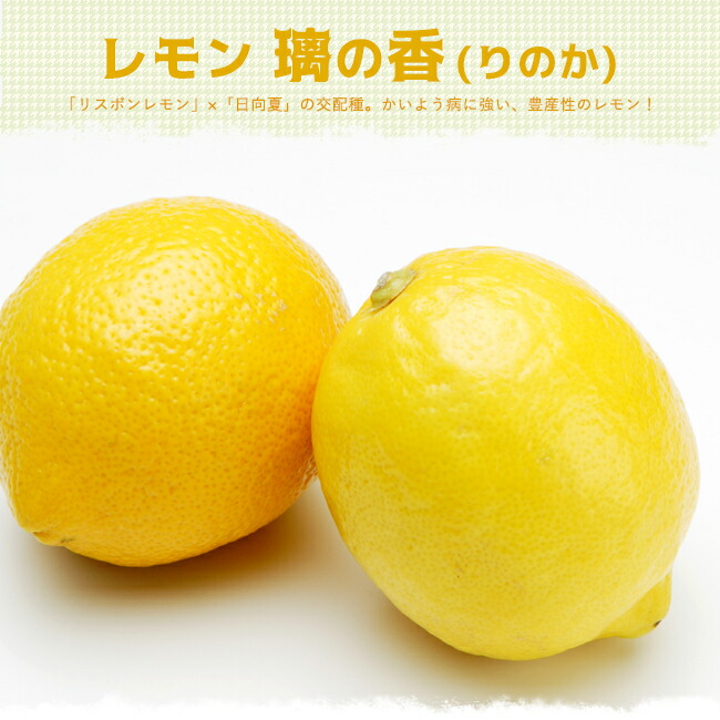 柑橘 レモン 璃の香 （りのか） 苗 育て方 苗木部 By 花ひろばオンライン