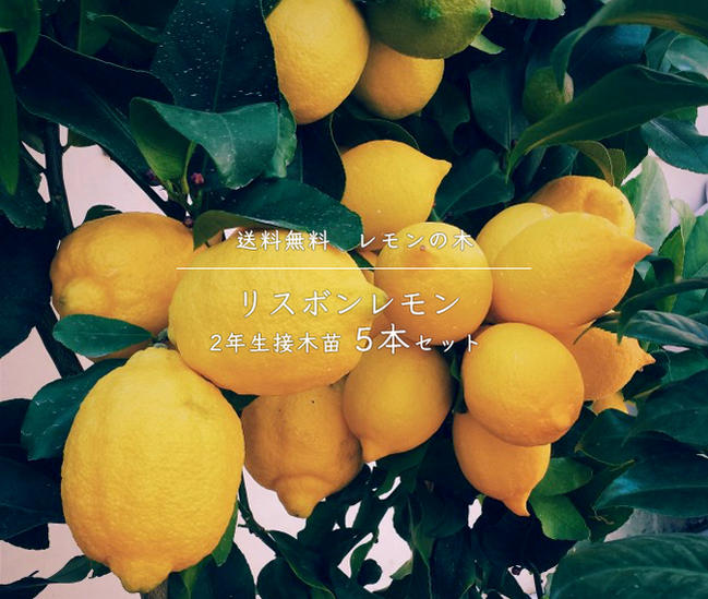 柑橘 レモン リスボンレモン 苗 販売 時期 苗木部 By 花ひろばオンライン