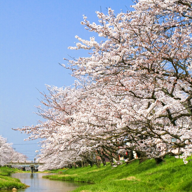 さくら サトザクラ系 八重紅大島桜 苗 販売 苗木部 By 花ひろばオンライン