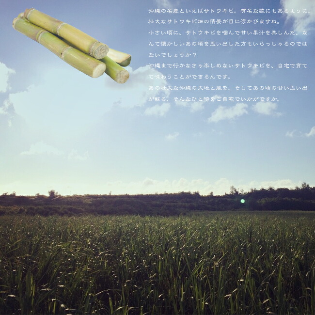 さとうきび 和三盆 1