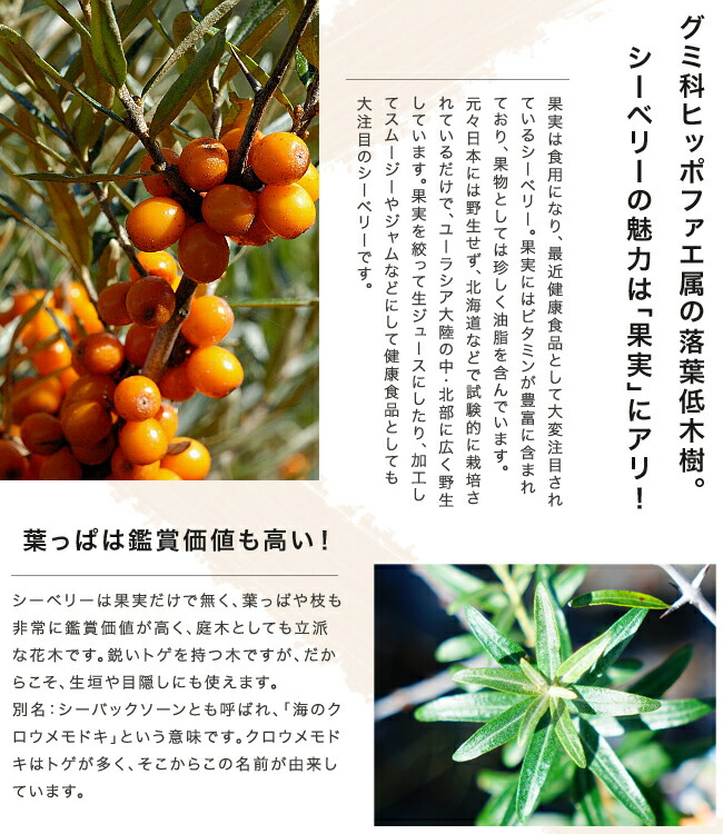  シーベリー　説明