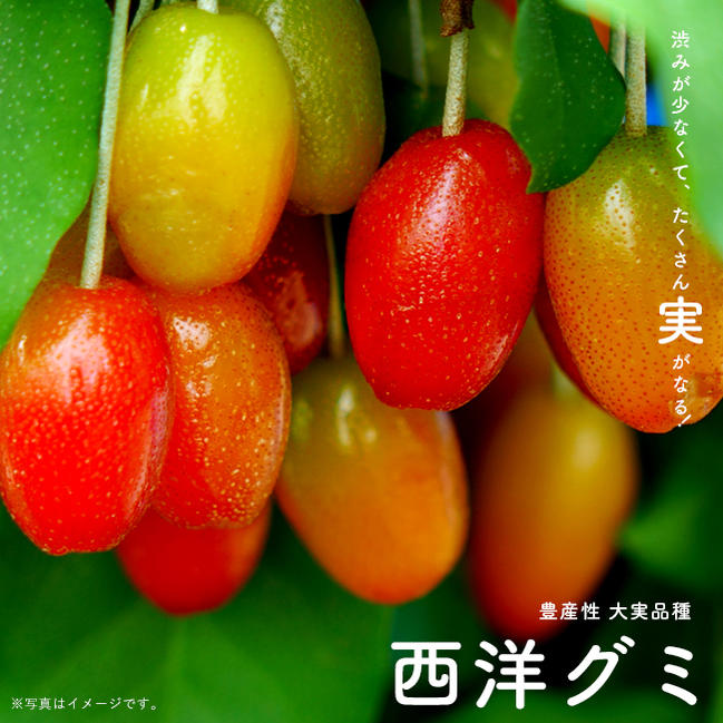 グミ 西洋グミ 