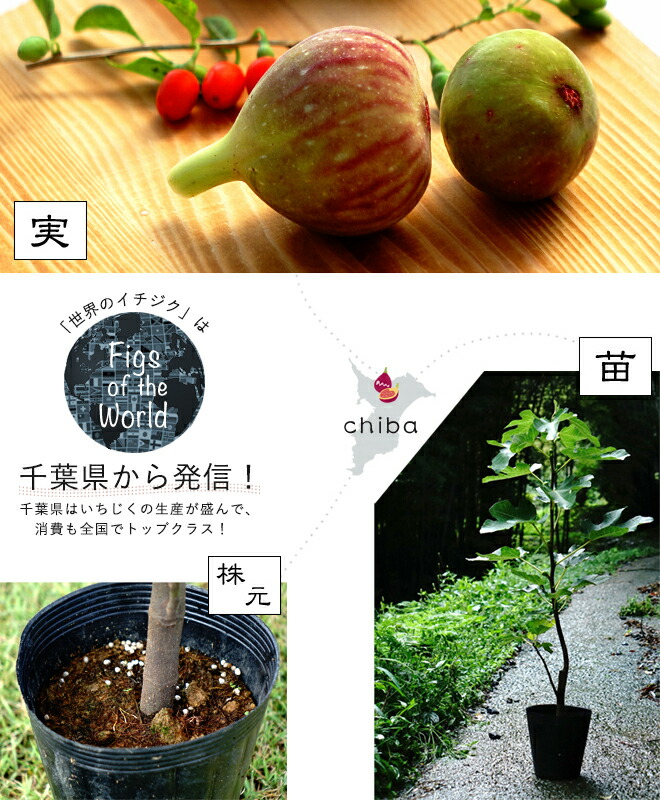 イチジク生産地、千葉県の紹介