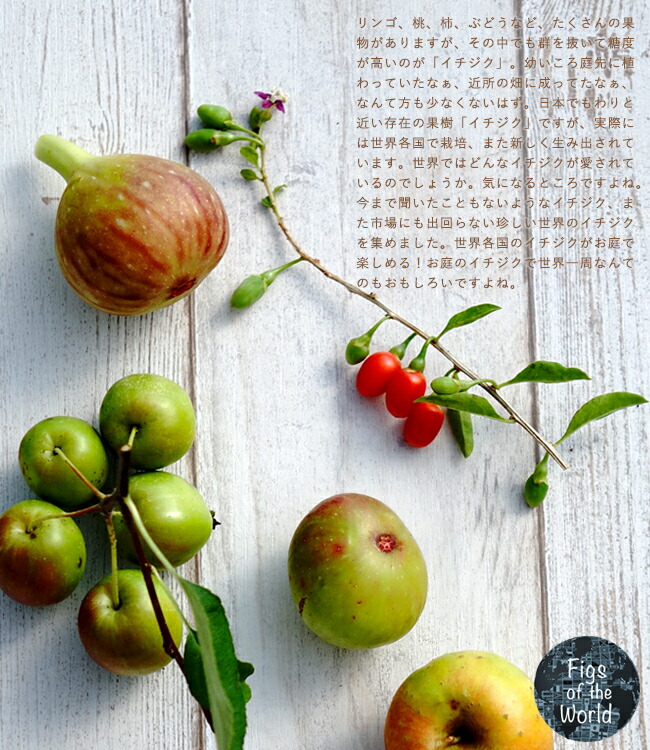 イチジク ホワイトイスキア 2