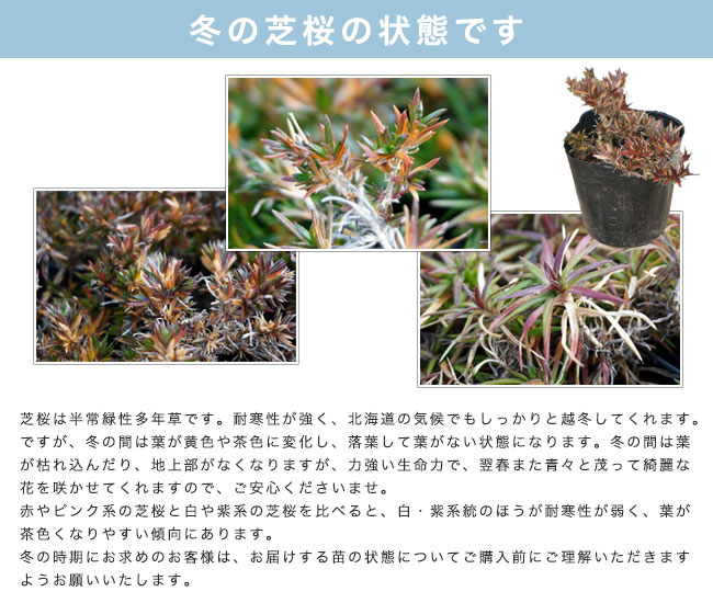 芝桜の冬の様子