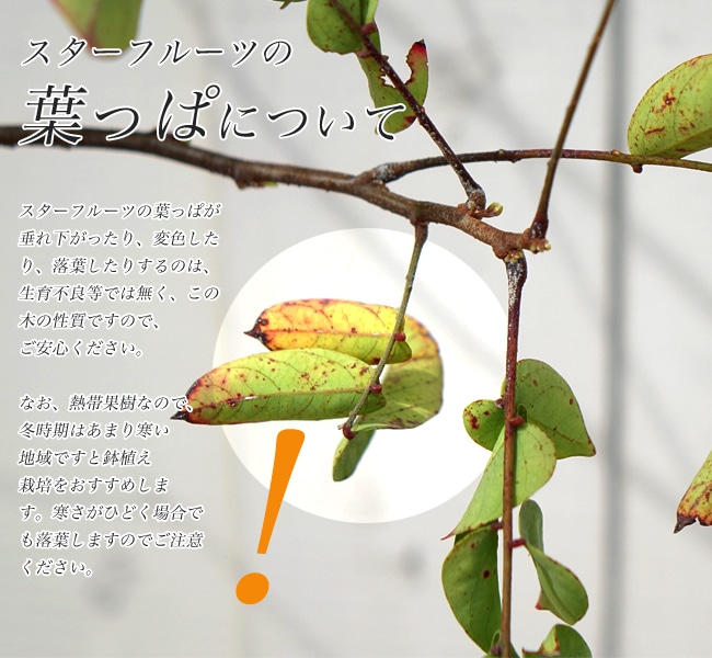 スターフルーツの葉について
