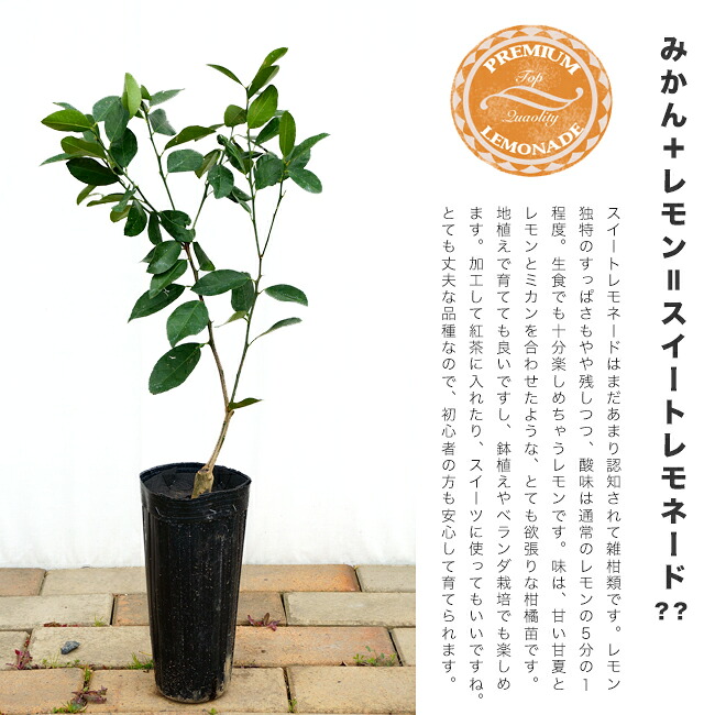 柑橘 スイートレモネード 4