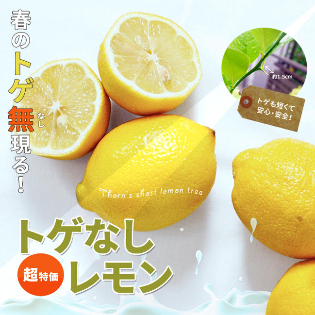 柑橘 レモン トゲなしレモン 苗 販売 苗木部 By 花ひろばオンライン