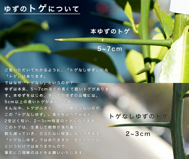 柑橘 トゲなしユズ 3