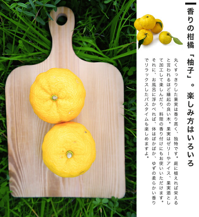 柑橘 トゲなしユズ 5