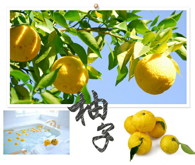 柑橘 トゲなしユズ 4
