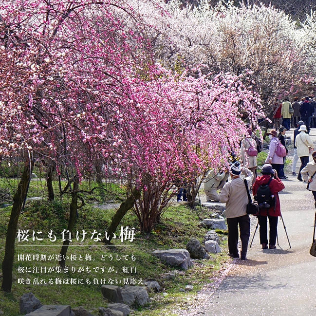 ウメ 思いのまま 