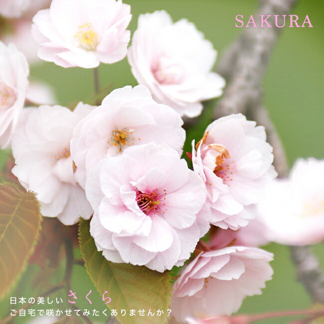 さくら 八重紅大島桜 3