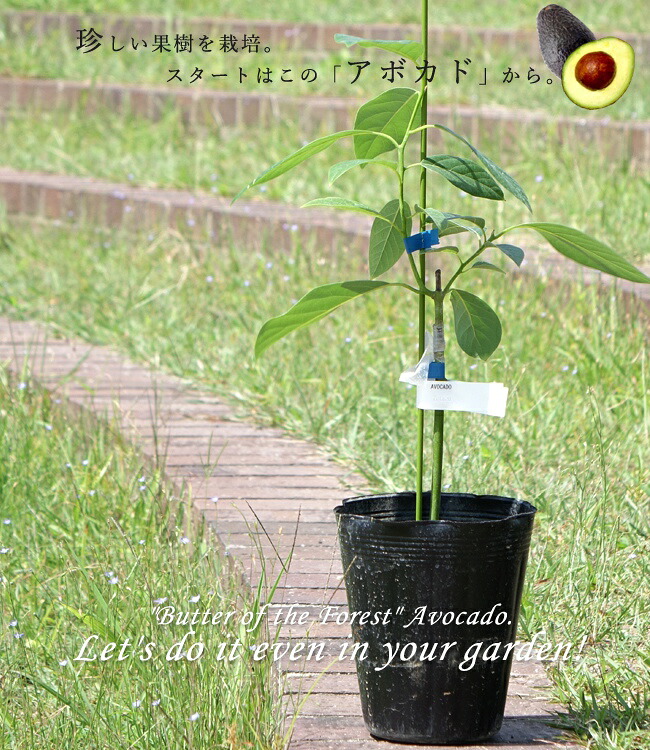 アボカド カハルー Bタイプの通販 苗木部 By 花ひろばオンライン