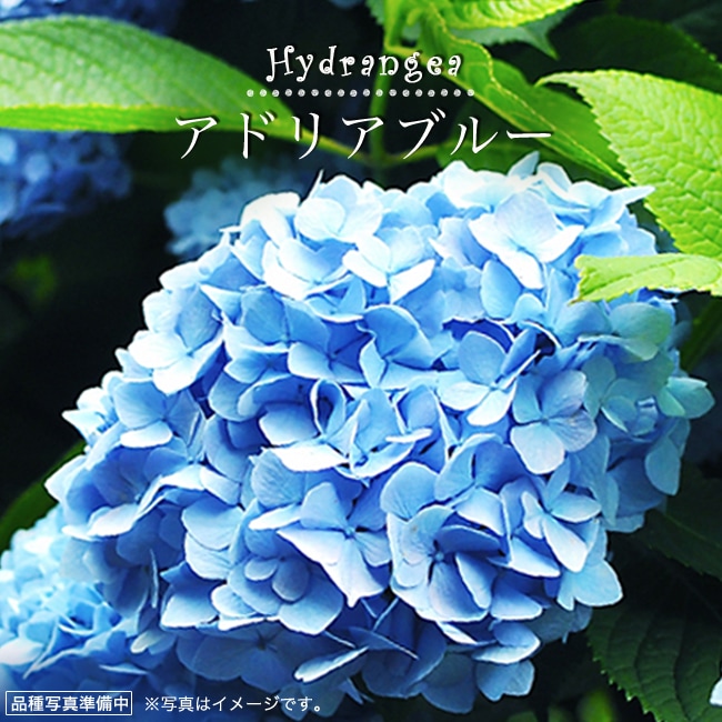 アジサイ 西洋アジサイ アドリアブルー 苗 販売 苗木部 By 花ひろば