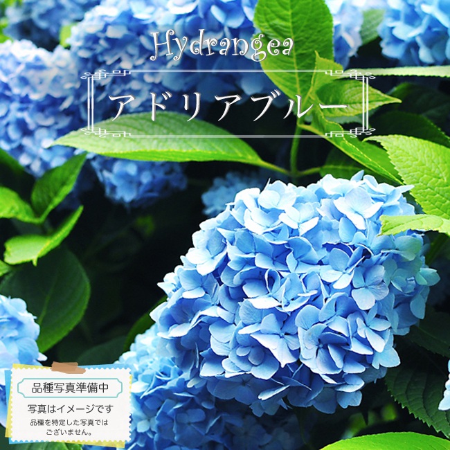 あじさい アドリアブルー