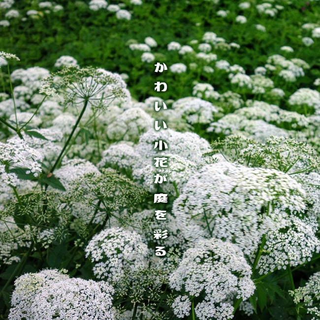 エゴポディウム ポタグラリア バリエガータ 1