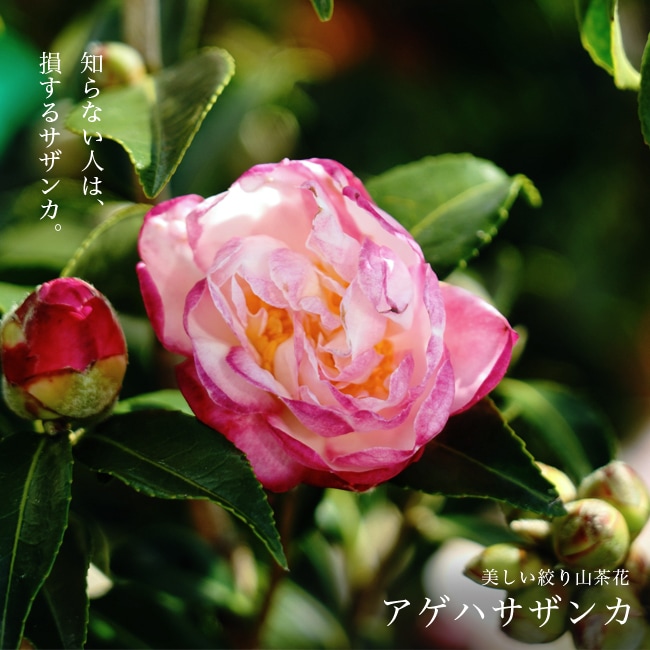 アゲハサザンカ2