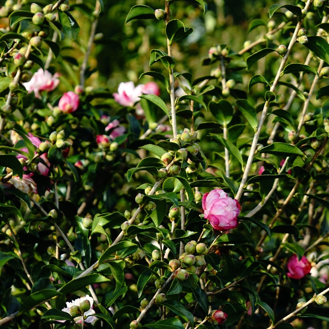 アゲハサザンカ