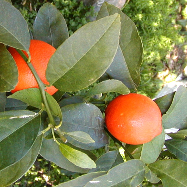 柑橘 赤レモン 3