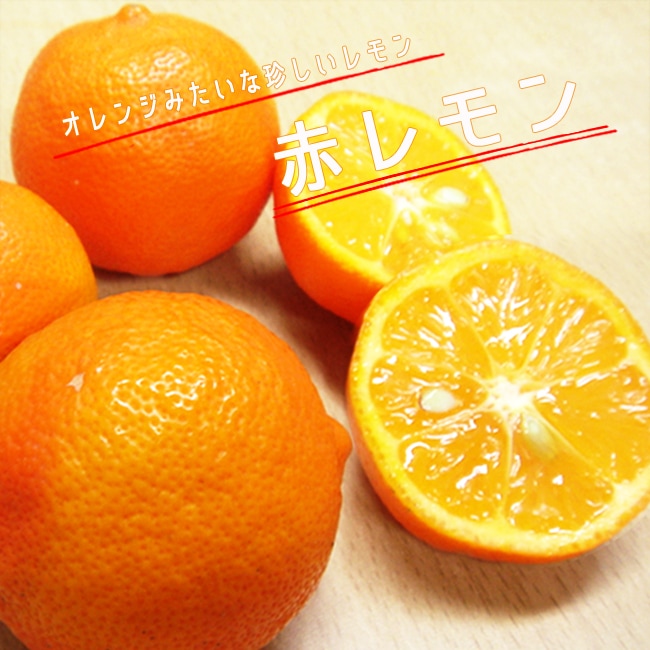 柑橘 赤レモン 