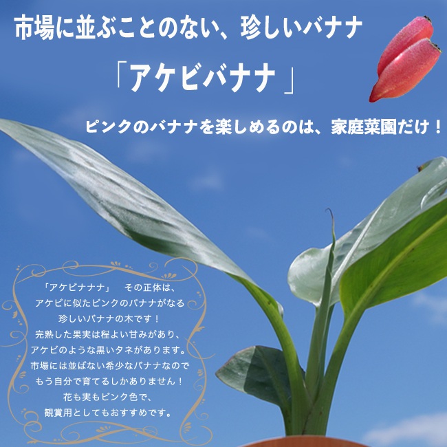 バナナ アケビバナナ 1