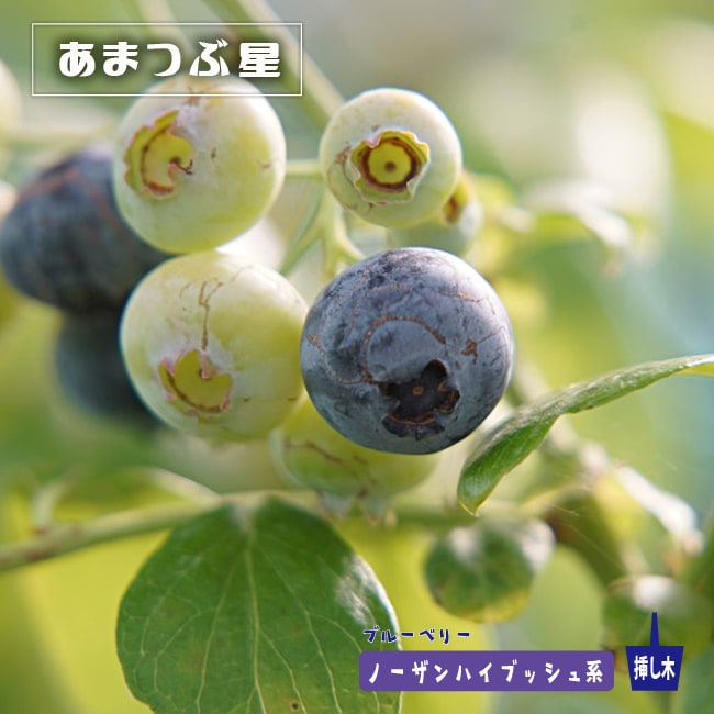 ブルーベリー あまつぶ星 