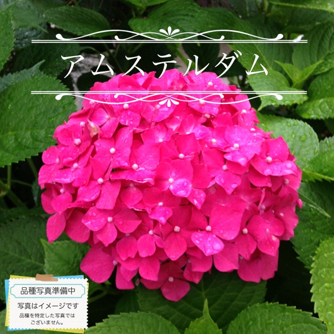 シティーライン アムステルダム