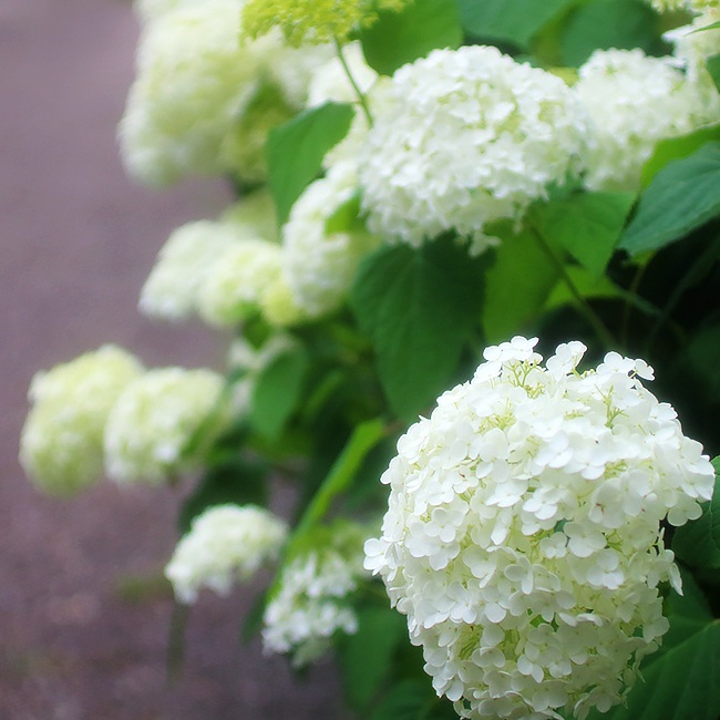 アジサイ アナベル 