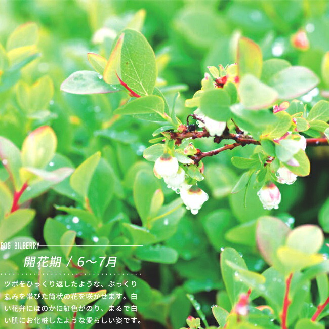 浅間ベリー クロマメノキ