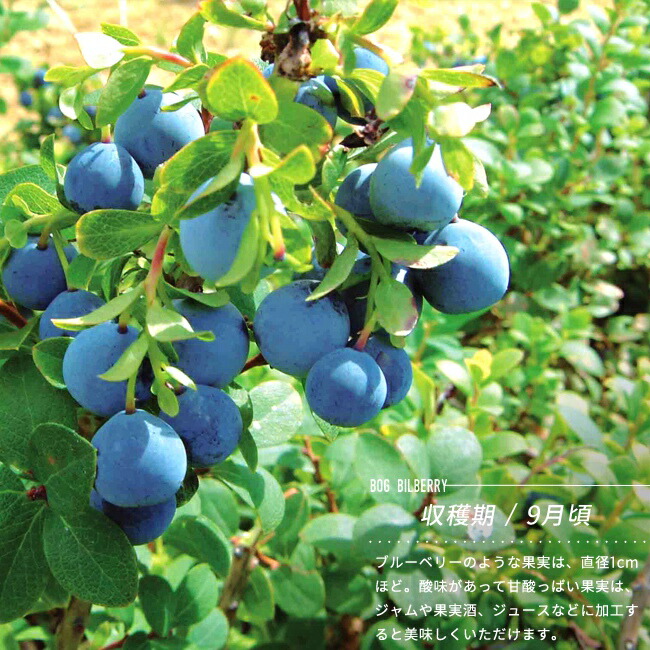 浅間ベリー クロマメノキ