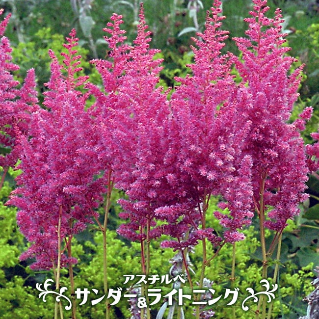 アスチルベ サンダー＆ライトニング 