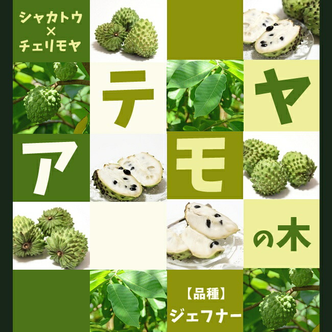 アテモヤ ジェフナー 1