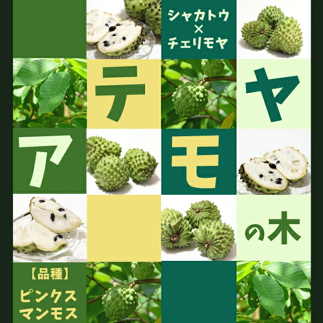 アテモヤ ピンクマンモス 苗 通販 苗木部 By 花ひろばオンライン