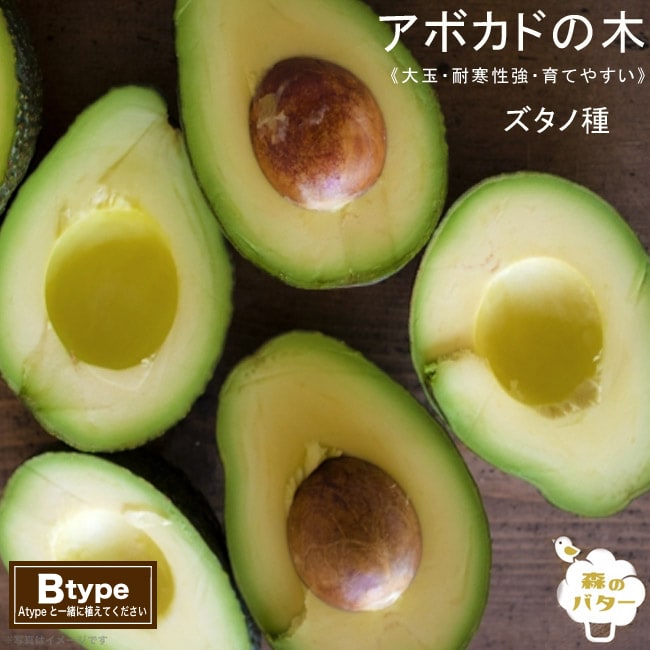 アボカド スダノ 1
