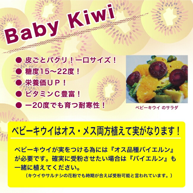 サルナシ ベビーキウイ