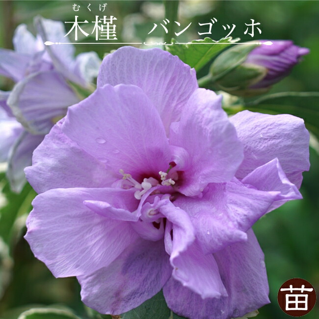   ムクゲ 【バンゴッホ】