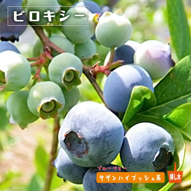 ブルーベリー ビロキシー 
