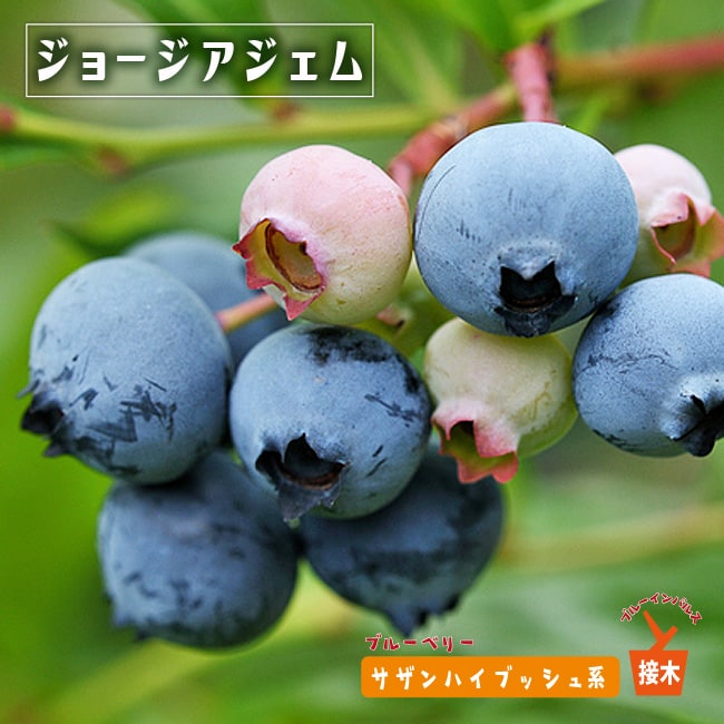 ブルーベリー　ジョージアジェム　ブルーインパルス