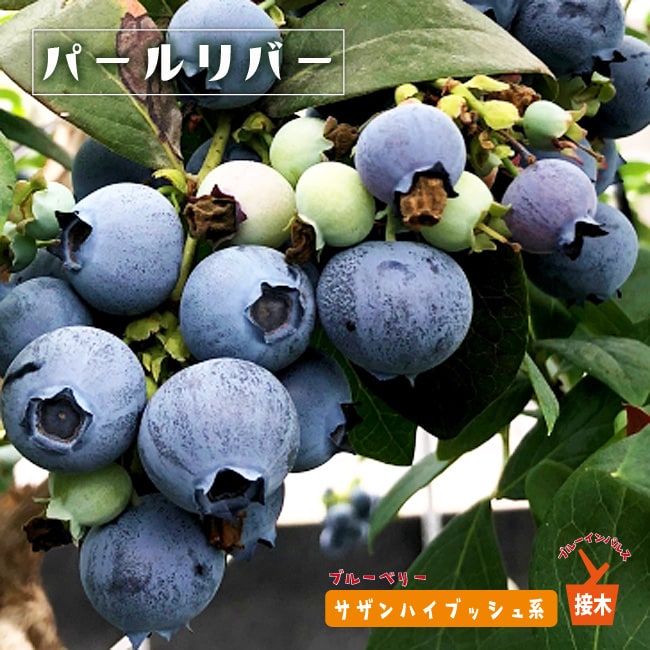 ブルーベリー　パールリバー