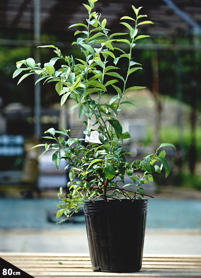 プレミア ラビットアイ系 ブルーベリー 苗 販売 苗木部 By 花ひろば