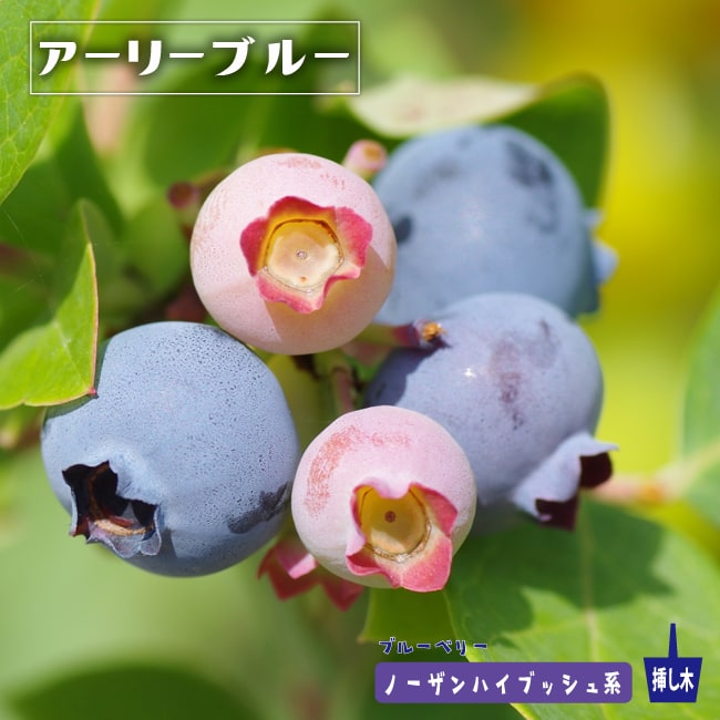 ブルーベリー アーリーブルー 
