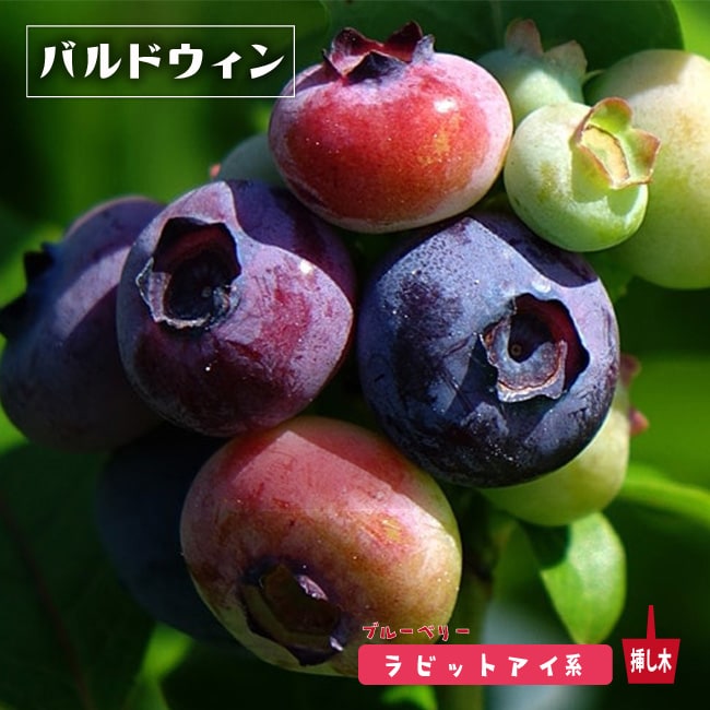 ブルーベリー バルドウィン 
